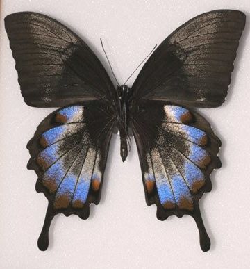 Papilio ulysses (aberration) (Internet Image property of respective owner, non-commercial use only)